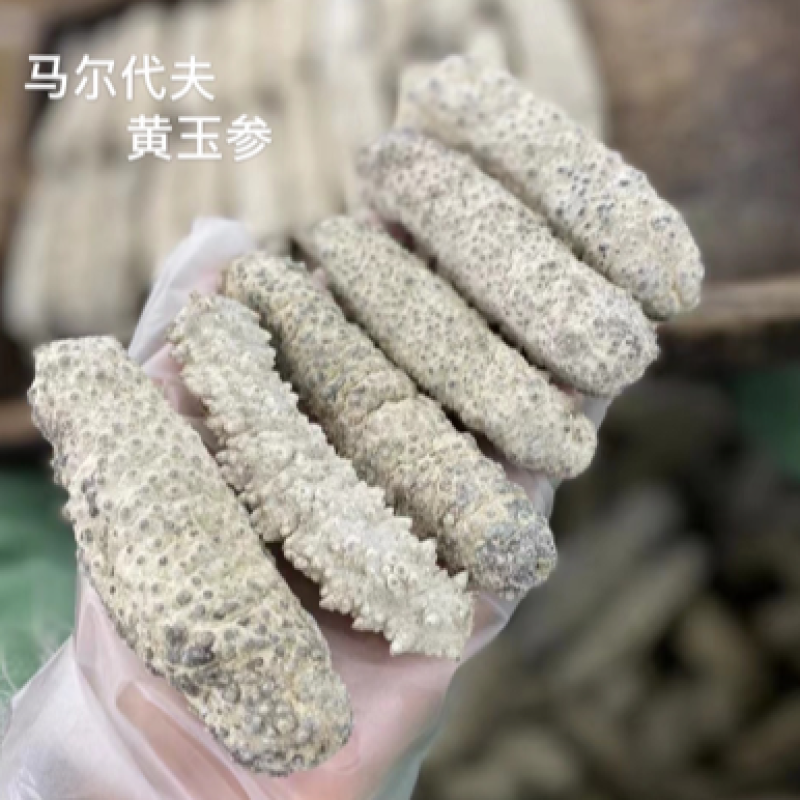 黄玉参黄肉参精品海参淡干货酒店专用产地批发