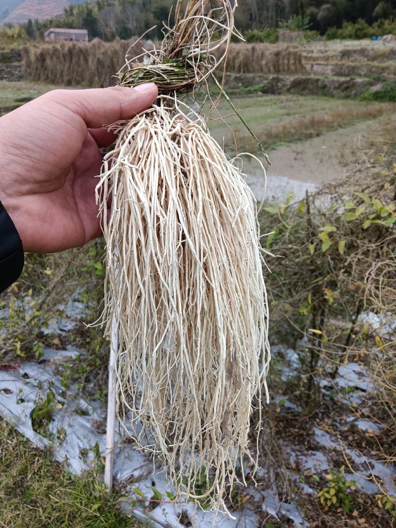 韶关养肝草种植户，质量干度保证，自种自加工厂长年现挖现卖