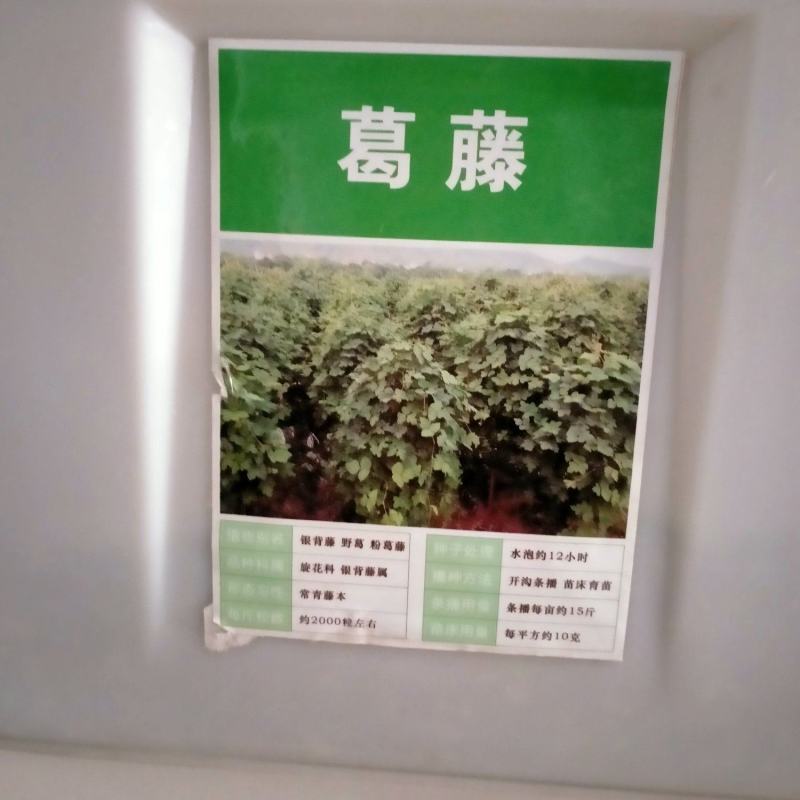葛藤种子护坡种籽百花银背藤野葛根边坡绿化藤本植物沙土巩固