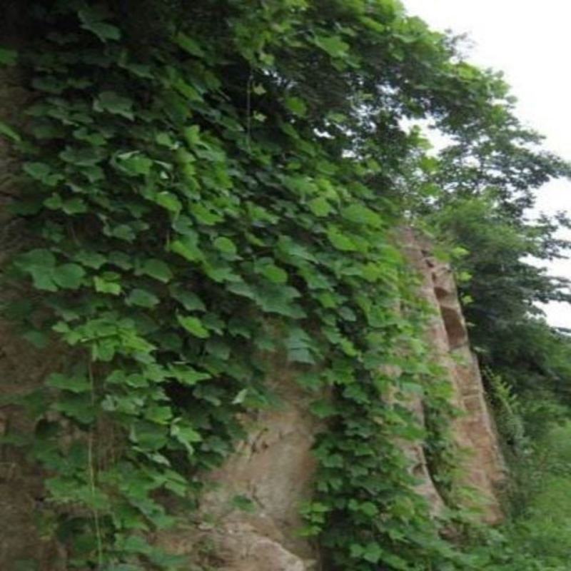 葛藤种子护坡种籽百花银背藤野葛根边坡绿化藤本植物沙土巩固