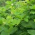 葛藤种子护坡种籽百花银背藤野葛根边坡绿化藤本植物沙土巩固