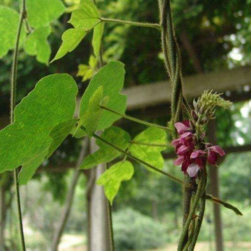 葛藤种子护坡种籽百花银背藤野葛根边坡绿化藤本植物沙土巩固