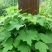 葛藤种子护坡种籽百花银背藤野葛根边坡绿化藤本植物沙土巩固
