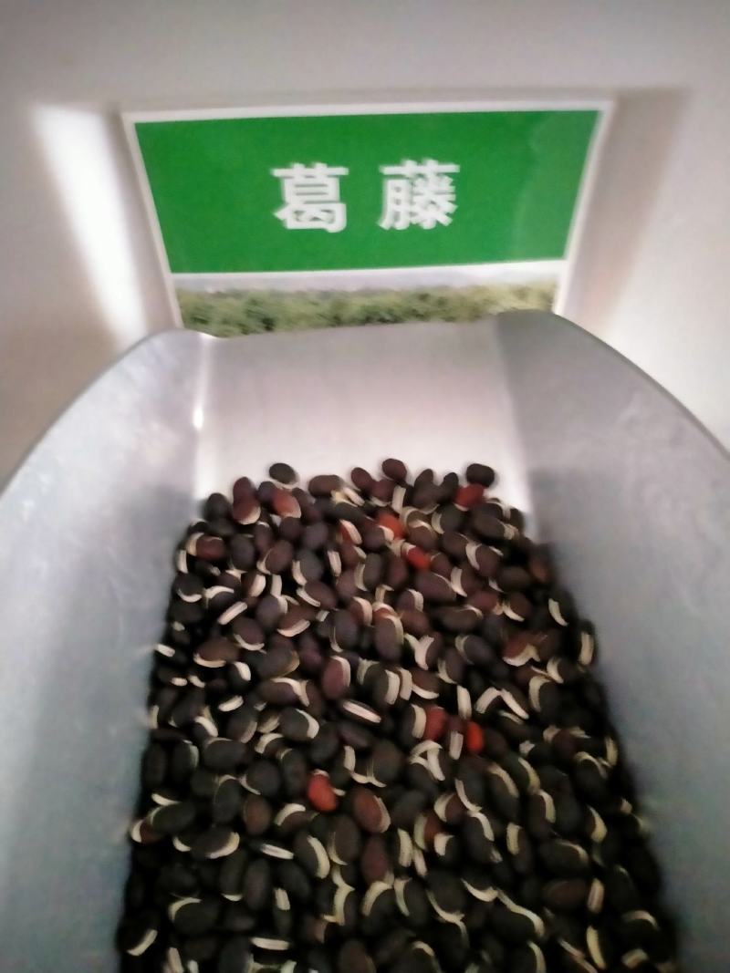 葛藤种子护坡种籽百花银背藤野葛根边坡绿化藤本植物沙土巩固