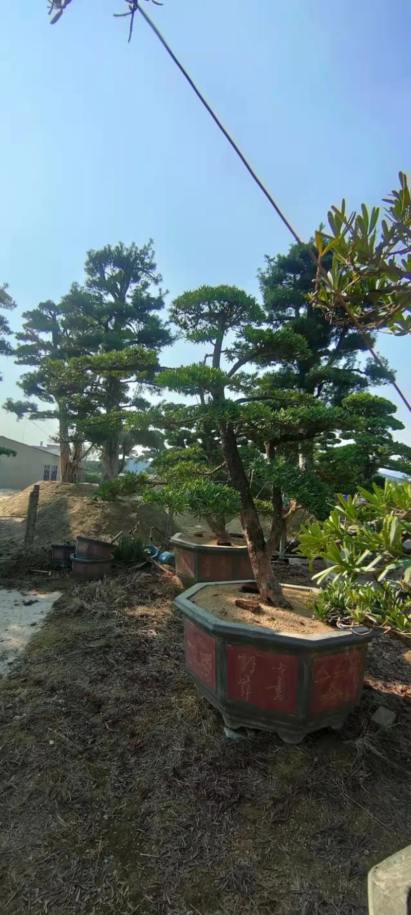 造型罗汉松罗汉松盆景罗汉松种植基地现货低价批发