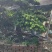 造型罗汉松罗汉松盆景罗汉松种植基地现货低价批发