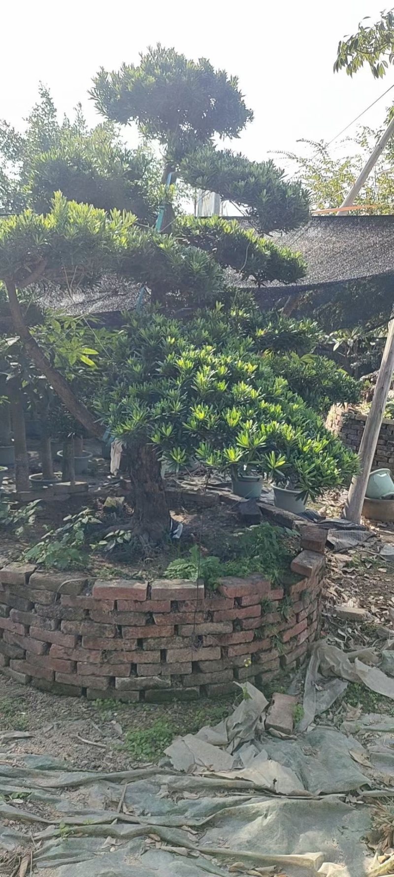 造型罗汉松罗汉松盆景罗汉松种植基地现货低价批发