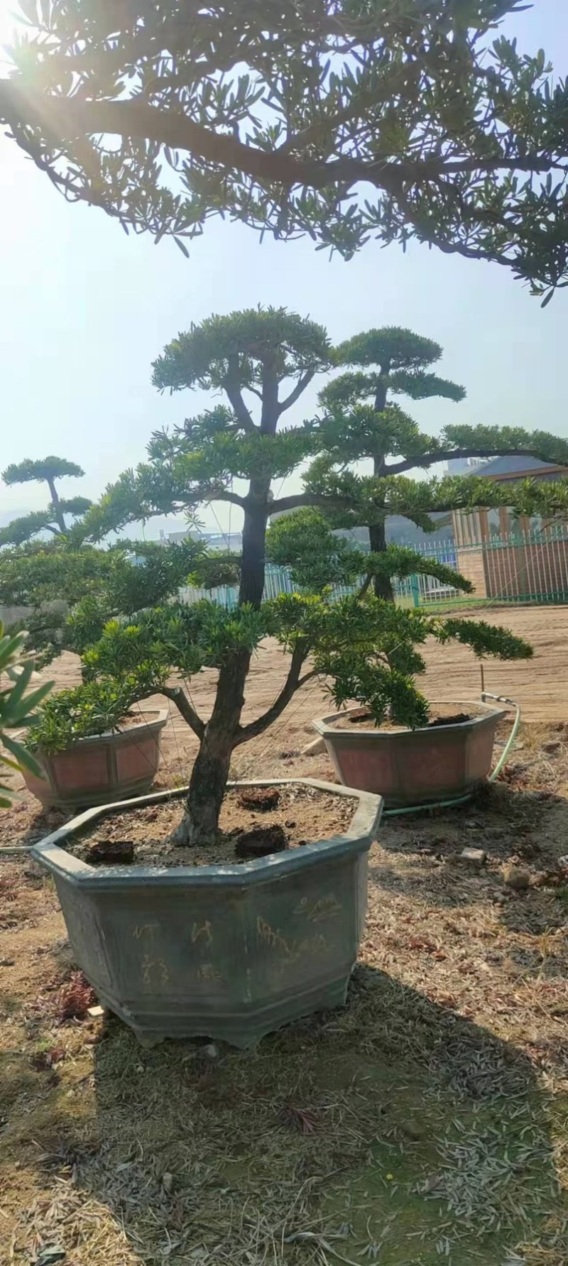 造型罗汉松罗汉松盆景罗汉松种植基地现货低价批发