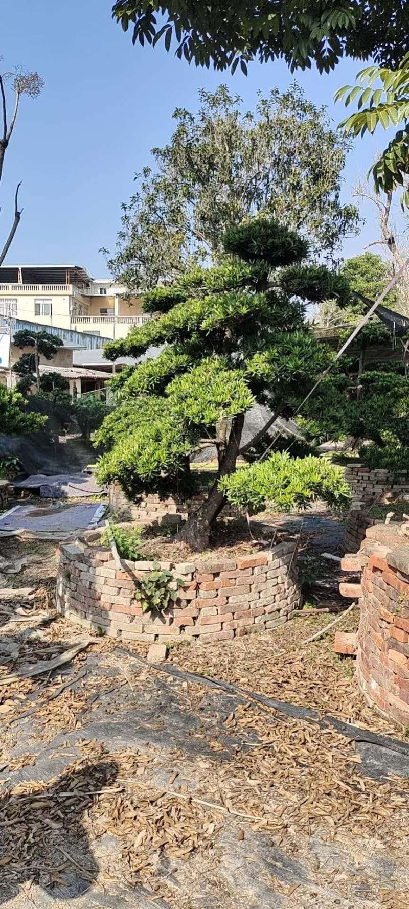 造型罗汉松罗汉松盆景罗汉松种植基地现货低价批发