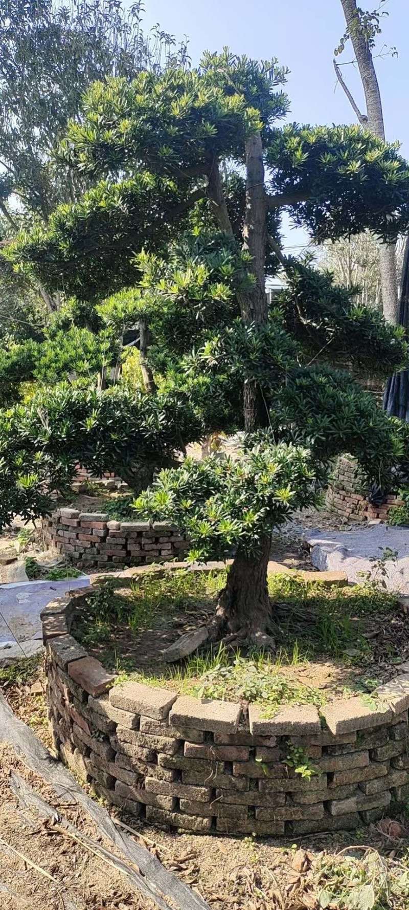 造型罗汉松罗汉松盆景罗汉松种植基地现货低价批发