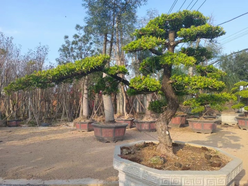 造型罗汉松罗汉松盆景罗汉松种植基地现货低价批发