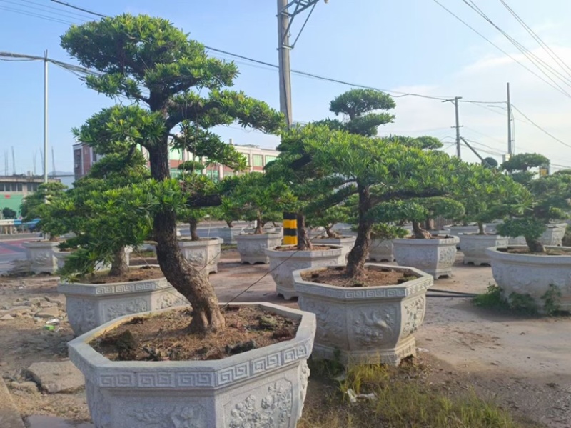 造型罗汉松罗汉松盆景罗汉松种植基地现货低价批发