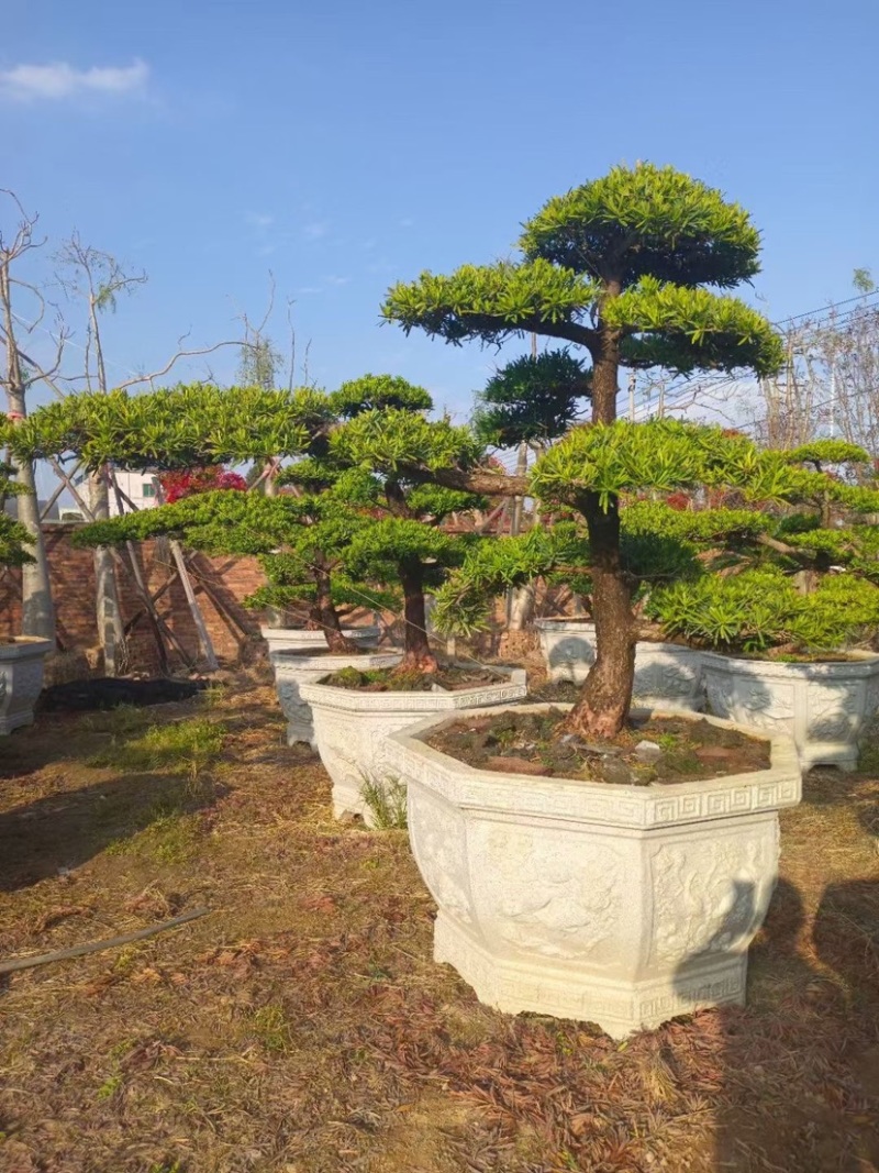造型罗汉松罗汉松盆景罗汉松种植基地现货低价批发