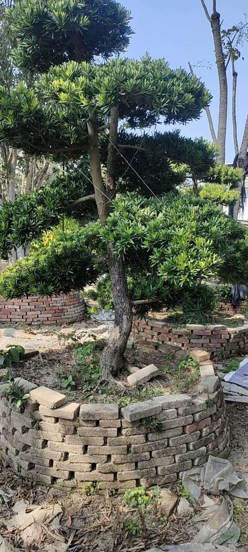 造型罗汉松罗汉松盆景罗汉松种植基地现货低价批发