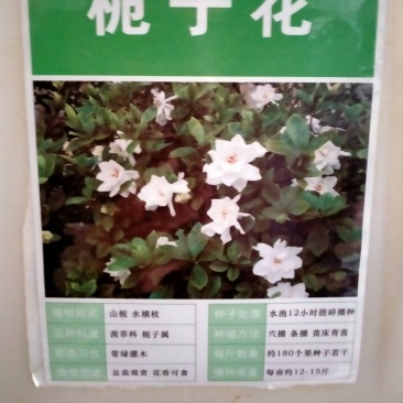 栀子花种子四季易活开花植物室内外庭院阳台花卉夏季花种籽子