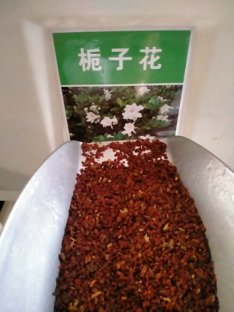 栀子花种子四季易活开花植物室内外庭院阳台花卉夏季花种籽子
