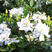 栀子花种子四季易活开花植物室内外庭院阳台花卉夏季花种籽子