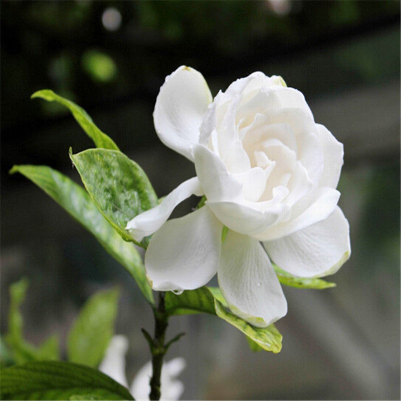 栀子花种子四季易活开花植物室内外庭院阳台花卉夏季花种籽子