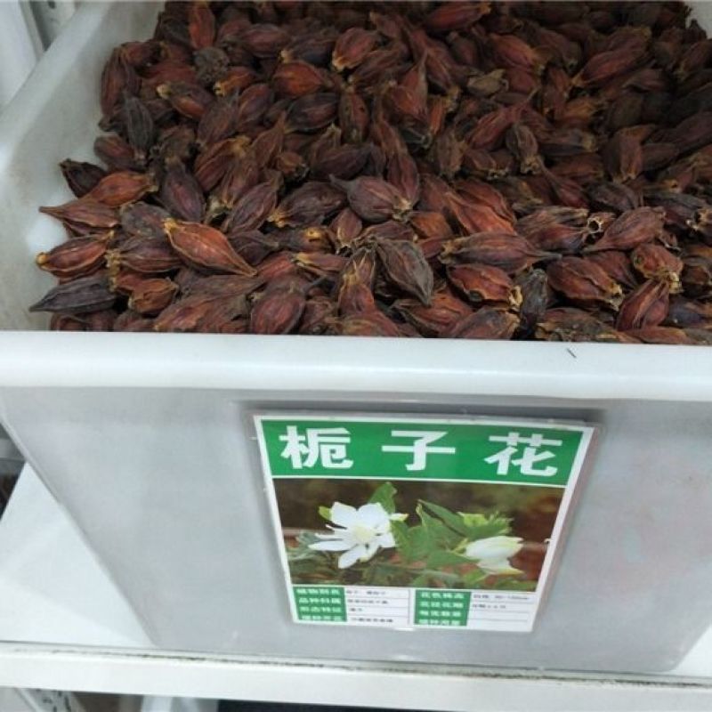 栀子花种子四季易活开花植物室内外庭院阳台花卉夏季花种籽子