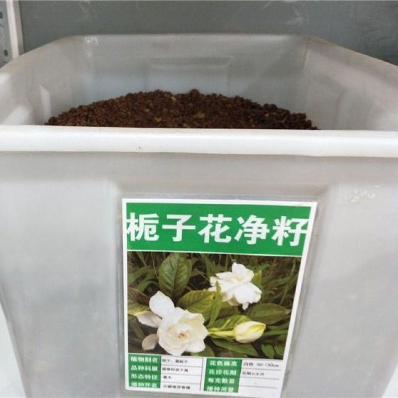 栀子花种子四季易活开花植物室内外庭院阳台花卉夏季花种籽子