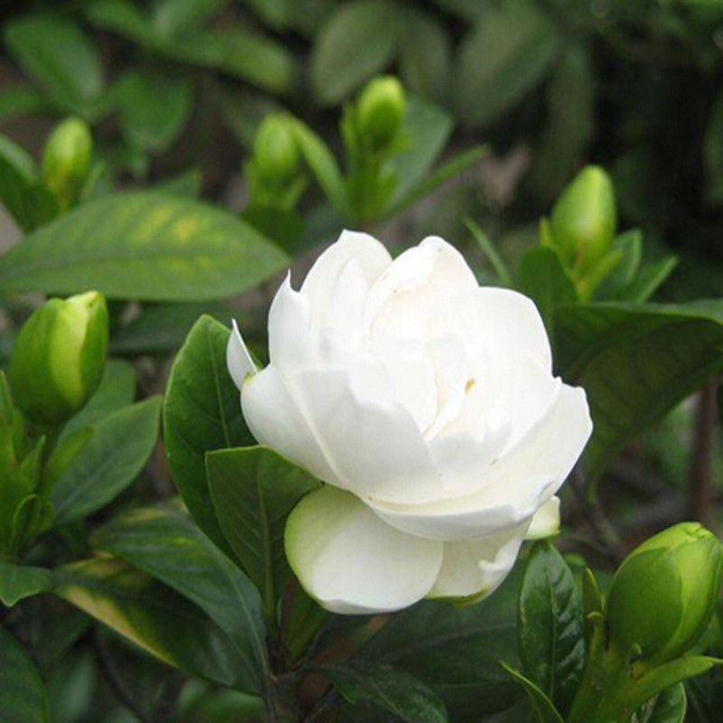 栀子花种子四季易活开花植物室内外庭院阳台花卉夏季花种籽子