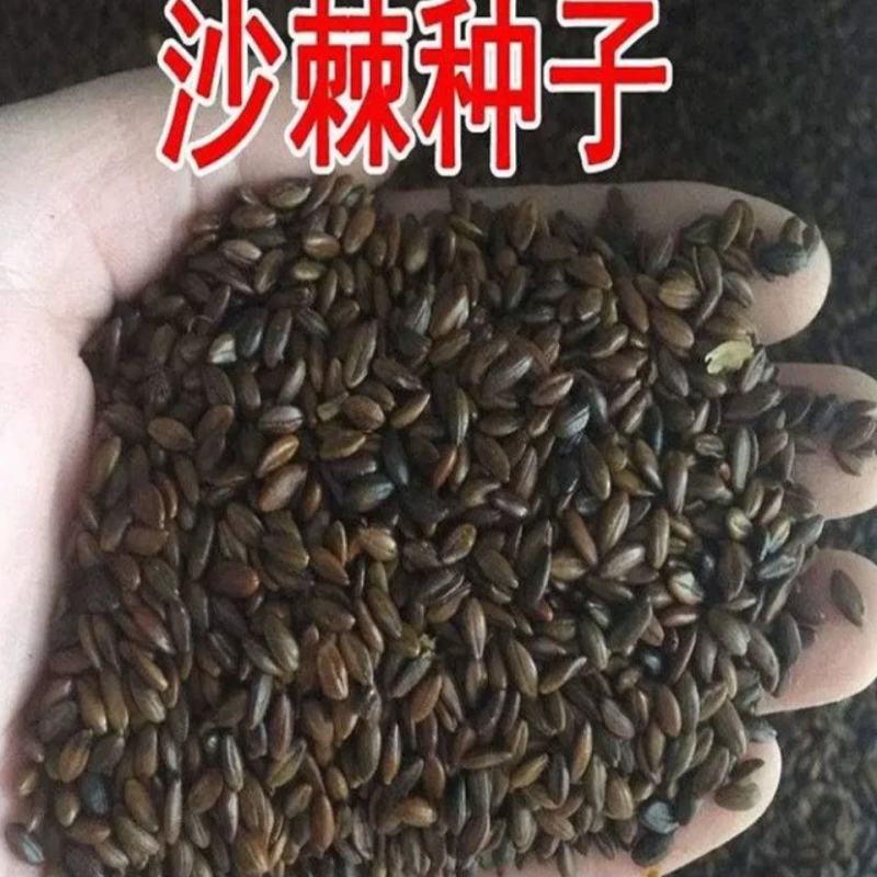 水果药材种子沙棘种子带刺植物沙枣醋柳黄酸刺酸刺沙