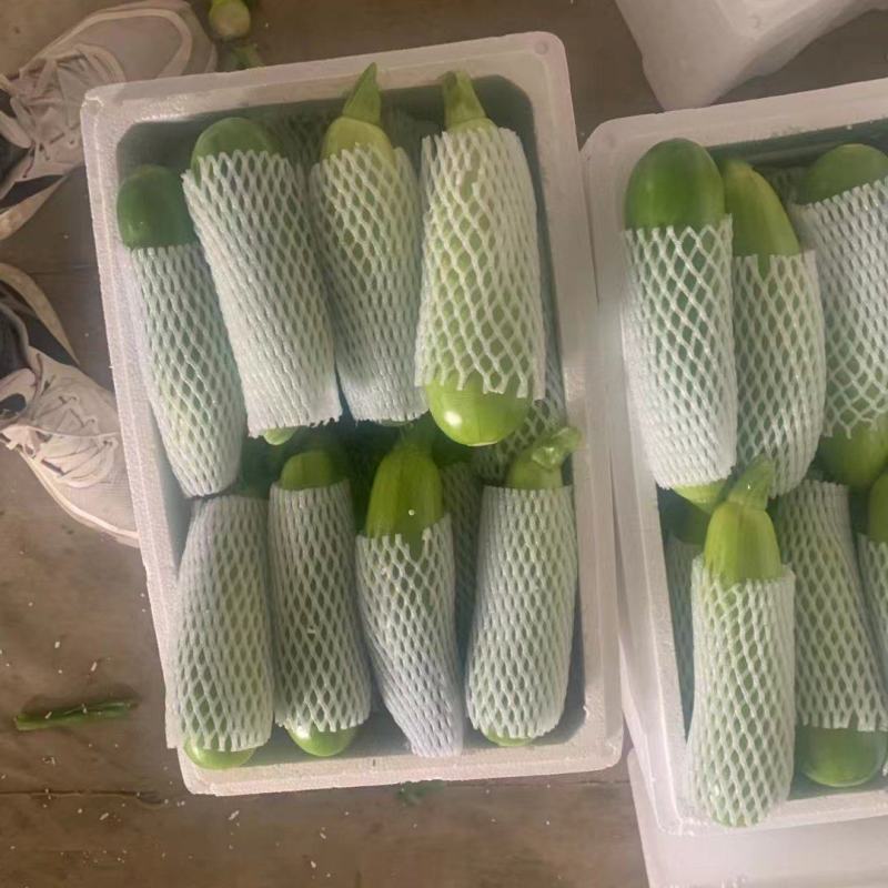 山东费县万亩精品西葫芦大量上市中，超市电商市场