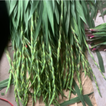 剑兰，鲜切花，