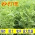 沙打旺种子多年生牧草绿肥草护坡草耐寒耐旱耐盐碱进