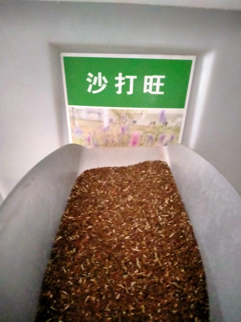 沙打旺种子多年生牧草绿肥草护坡草耐寒耐旱耐盐碱进