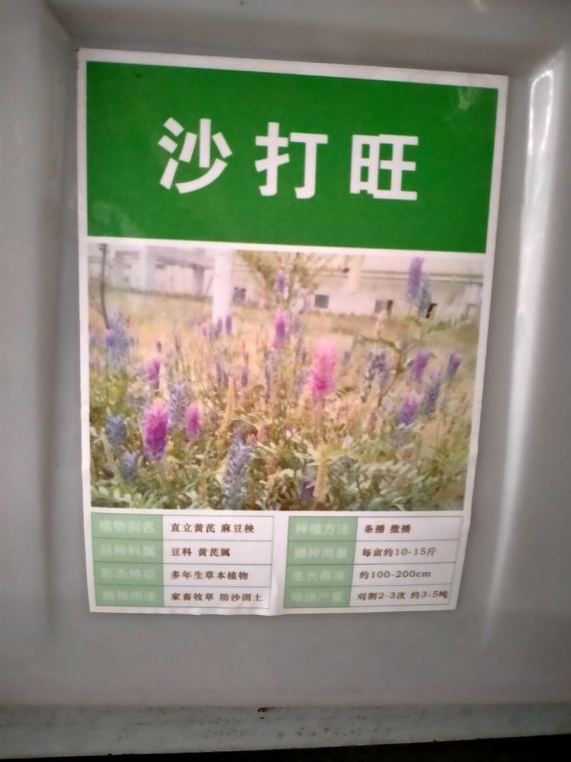 沙打旺种子多年生牧草绿肥草护坡草耐寒耐旱耐盐碱进