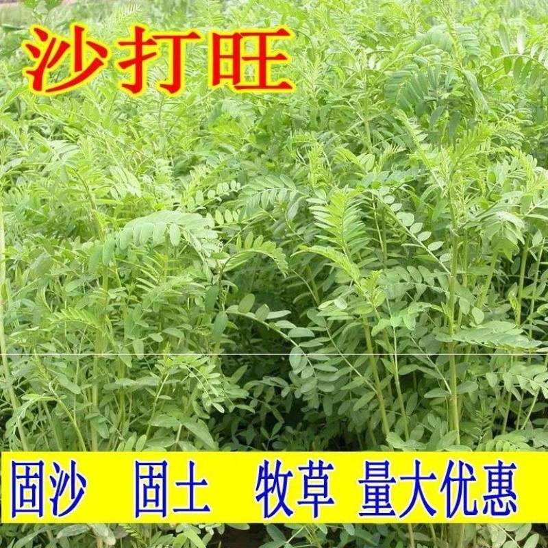 沙打旺种子多年生牧草绿肥草护坡草耐寒耐旱耐盐碱进