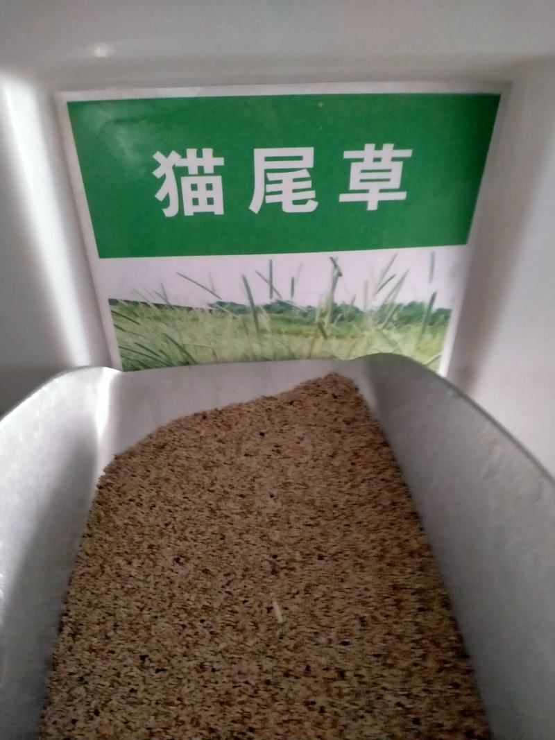 多年生秋季牧草猫尾草提摩西种子孑龙猫兔子爱吃的草籽草种子