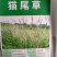 多年生秋季牧草猫尾草提摩西种子孑龙猫兔子爱吃的草籽草种子