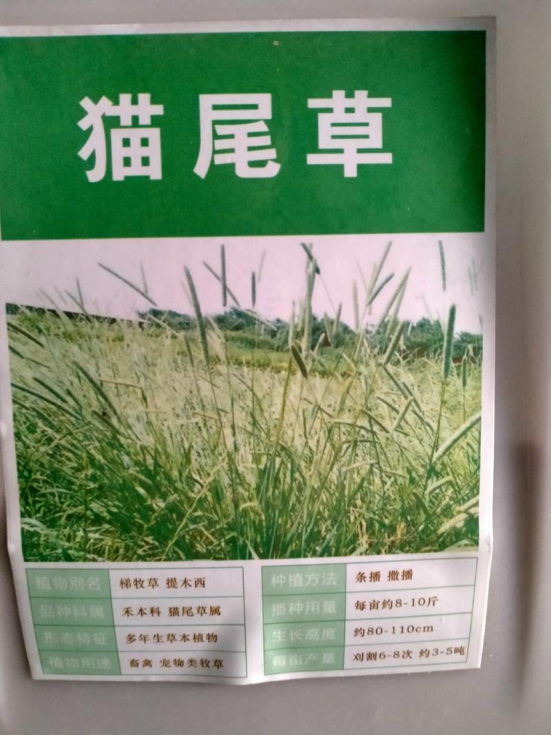多年生秋季牧草猫尾草提摩西种子孑龙猫兔子爱吃的草籽草种子