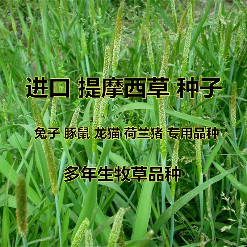 多年生秋季牧草猫尾草提摩西种子孑龙猫兔子爱吃的草籽草种子