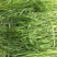 多年生秋季牧草猫尾草提摩西种子孑龙猫兔子爱吃的草籽草种子