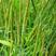 多年生秋季牧草猫尾草提摩西种子孑龙猫兔子爱吃的草籽草种子