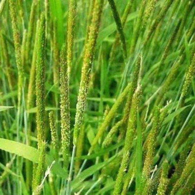多年生秋季牧草猫尾草提摩西种子孑龙猫兔子爱吃的草籽草种子