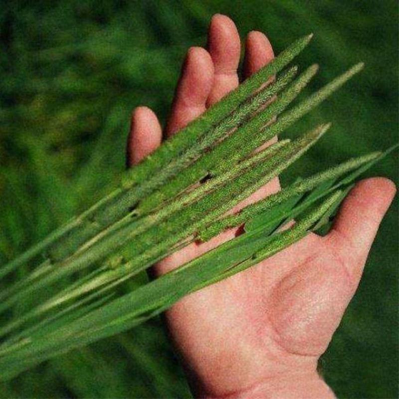 多年生秋季牧草猫尾草提摩西种子孑龙猫兔子爱吃的草籽草种子