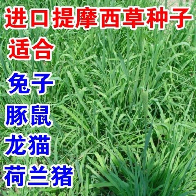 多年生秋季牧草猫尾草提摩西种子孑龙猫兔子爱吃的草籽草种子