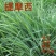 多年生秋季牧草猫尾草提摩西种子孑龙猫兔子爱吃的草籽草种子
