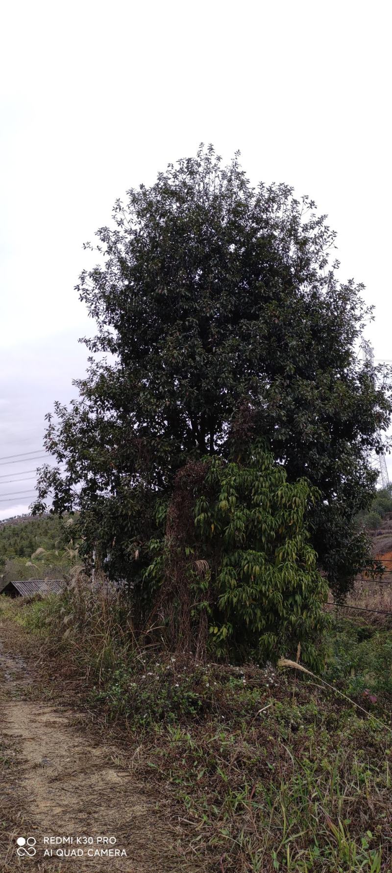 转让山地