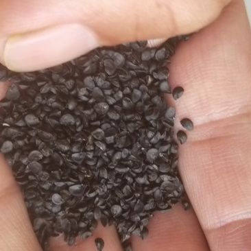 钢葱专业育种基地繁育的耐晚抽品种欢迎来电咨询