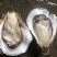 【推荐】台山湛江生蚝薄壳脆肉一手货源全国可发货