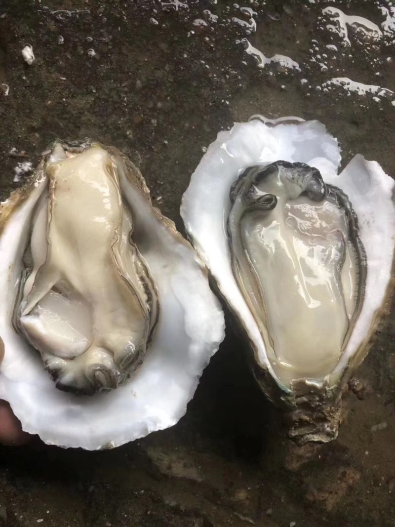 【推荐】台山湛江生蚝薄壳脆肉一手货源全国可发货
