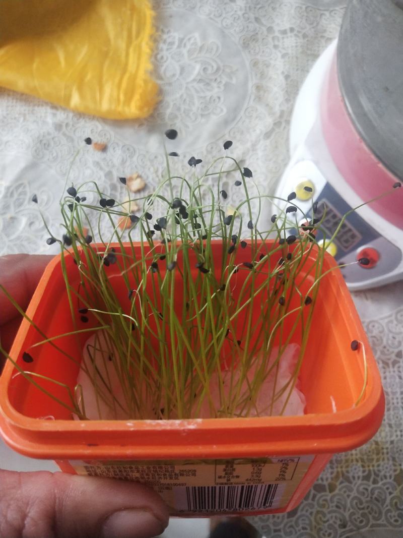 钢葱专业育种基地繁育的耐晚抽品种欢迎来电咨询