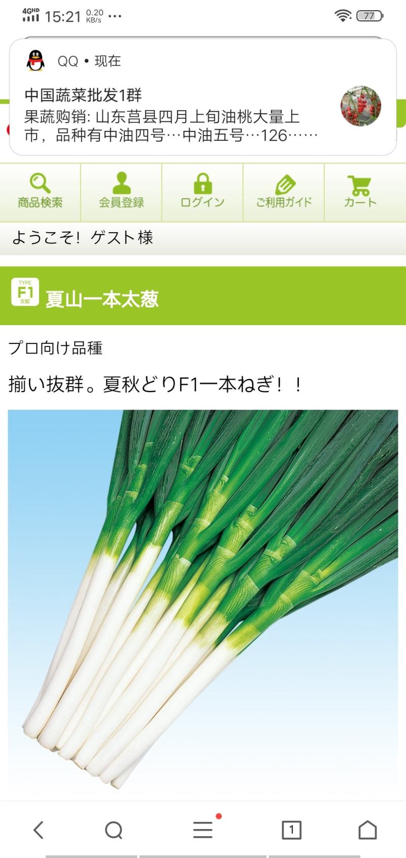 钢葱专业育种基地繁育的耐晚抽品种欢迎来电咨询
