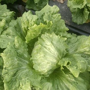 结球生菜，紫叶生菜。
