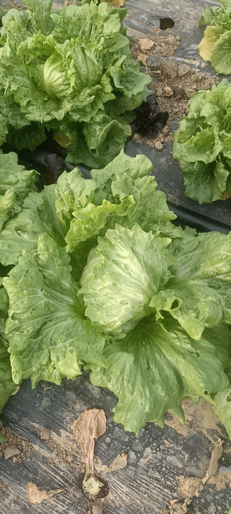 结球生菜，紫叶生菜。
